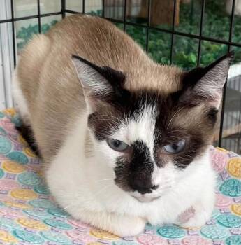 Ella Mae -  Snowshoe Cat for Adoption in Kalama, Washington - Ella Mae | PetCurious