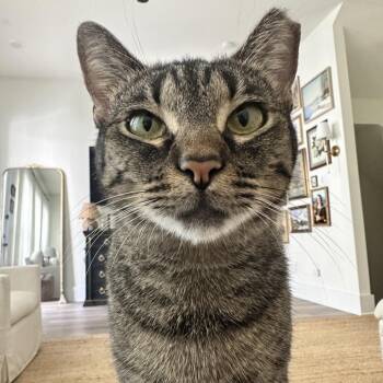 Rescue Domestic Short Hair Cats for Adoption in Houston, Texas - Pickle | PetCurious