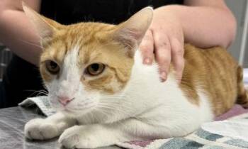 Brutus -  Domestic Medium Hair and Domestic Short Hair Cat for Adoption in Daytona Beach, Florida - Brutus | PetCurious