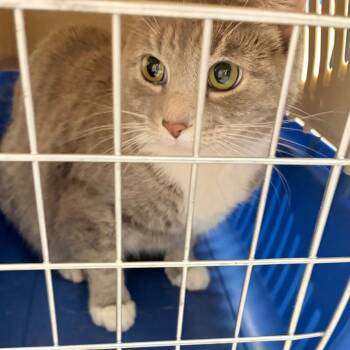 Mimi -  Domestic Short Hair Cat for Adoption in Philadelphia, Pennsylvania - Mimi | PetCurious