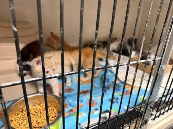 Hanu -  Domestic Medium Hair Cat Available for Adoption in Topeka, Kansas - Hanu | PetCurious