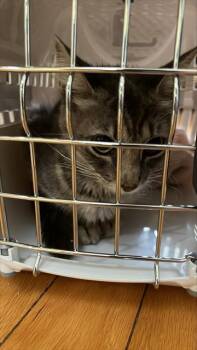 Rescue Domestic Short Hair Cats for Adoption in Palmetto, Florida - LAYLA | PetCurious