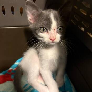 Bippity Willis-RW -  Domestic Short Hair Cat for Adoption in Tallahassee, Florida - Bippity Willis-RW | PetCurious