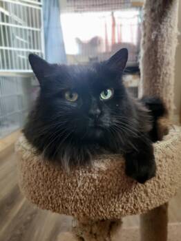 Charlie -  Domestic Long Hair Cat for Adoption in Hamilton, Ontario - Charlie | PetCurious
