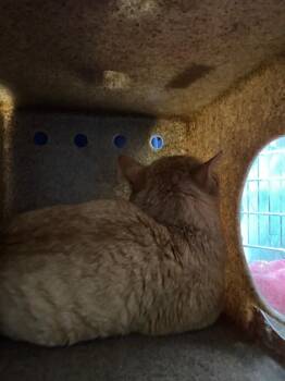 Domestic Short Hair Cats Available for Adoption in Danielsville, Georgia - Almond Feral | PetCurious