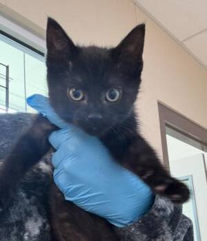 Domestic Short Hair Cats Available for Adoption in Westland, Michigan - Kimmy | PetCurious