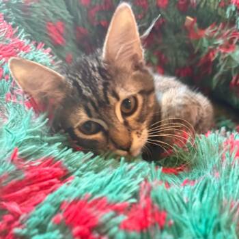 Nibbles -  Domestic Short Hair Cat Available for Adoption in Escondido, California - Nibbles | PetCurious