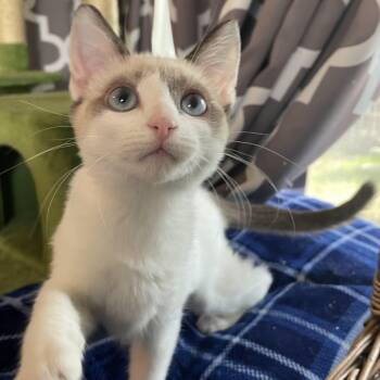 Rescue Siamese Cats for Adoption in Los Angeles, California - Silk | PetCurious