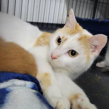 Buffy -  Domestic Short Hair Cat for Adoption in Clarinda, Iowa - Buffy | PetCurious