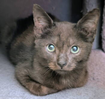 Rescue Domestic Short Hair Cats for Adoption in Oviedo, Florida - Ashe | PetCurious