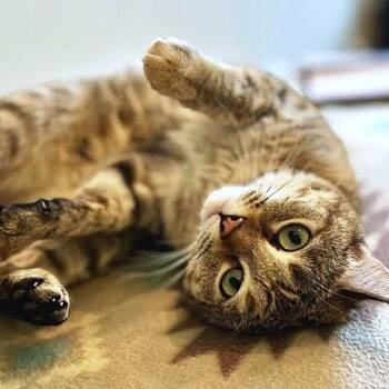 Birdie -  Tabby Cat Available for Adoption in Millcreek, Utah - Birdie | PetCurious