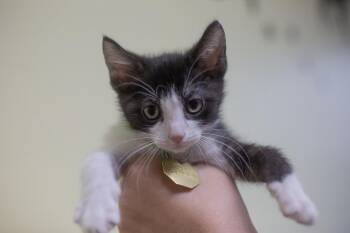 Domestic Short Hair Cats Available for Adoption in Mountain Home, Arkansas - Frogger | PetCurious