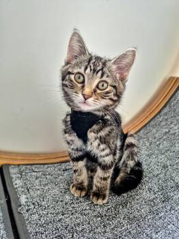 Gia -  Domestic Short Hair Cat Available for Adoption in Winnipeg, Manitoba - Gia | PetCurious