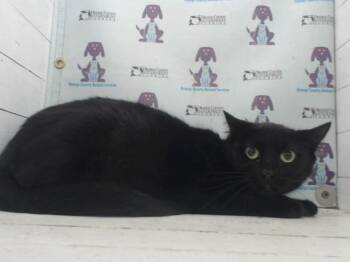 A597953 -  Domestic Short Hair Cat for Adoption in Orlando, Florida - A597953 | PetCurious