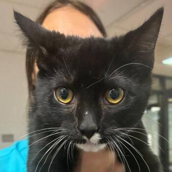 Sir Pounce-a-Lot -  Domestic Short Hair Cat for Adoption in Gadsden, Alabama - Sir Pounce-a-Lot | PetCurious