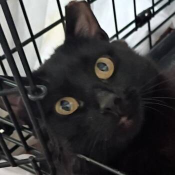 Zero -  American Shorthair Cat for Adoption in Grantsville, Utah - Zero | PetCurious