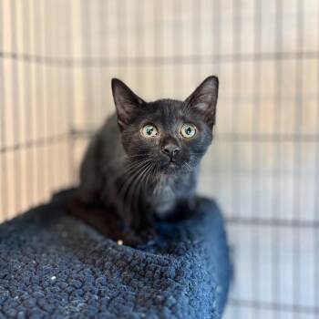 Tomatillo -  Domestic Short Hair Cat for Adoption in Nashville, Indiana - Tomatillo | PetCurious