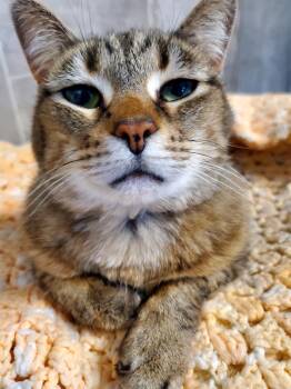 Rescue American Shorthair Cats for Adoption in Gladwin, Michigan - Aurora | PetCurious