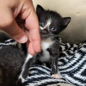 Domestic Short Hair Cats Available for Adoption in Lake Panasoffkee, Florida - Eeny | PetCurious