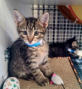 Steampunk -  Domestic Short Hair Cat for Adoption in Kansas City, Missouri - Steampunk | PetCurious