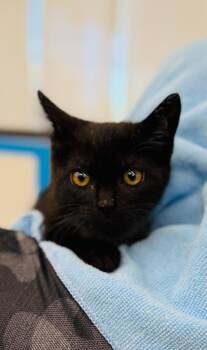 Digits (Petco) -  Domestic Short Hair Cat for Adoption in Ocala, Florida - Digits (Petco) | PetCurious