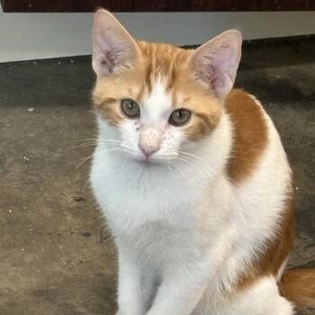 Rescue Domestic Short Hair Cats for Adoption in Garfield, Arkansas - Stubbs | PetCurious