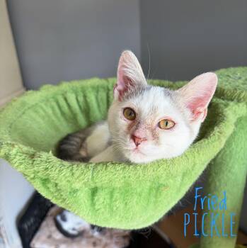 Fried Pickle -  Domestic Short Hair Cat for Adoption in Bethel, Ohio - Fried Pickle | PetCurious