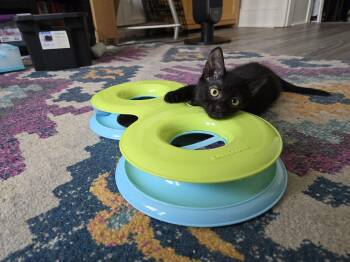 Princess Daisy -  Domestic Short Hair Cat for Adoption in Philadelphia, Pennsylvania - Princess Daisy | PetCurious