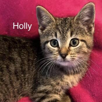 Holly -  Domestic Short Hair Cat for Adoption in Murfreesboro, Tennessee - Holly | PetCurious
