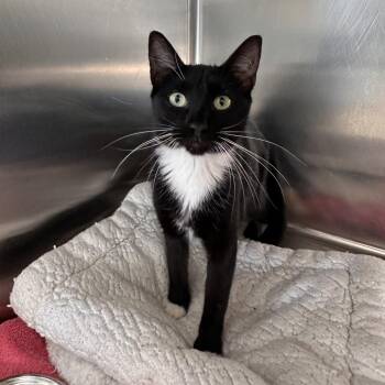 Abby -  Domestic Short Hair Cat for Adoption in Sarasota, Florida - Abby | PetCurious