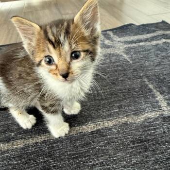 Dragonfly 2262 -  Domestic Short Hair Cat Available for Adoption in Kansas City, Missouri - Dragonfly 2262 | PetCurious
