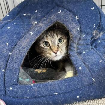 Domestic Short Hair Cats Available for Adoption in Union, Missouri - Hekate- Washington Petsmart | PetCurious