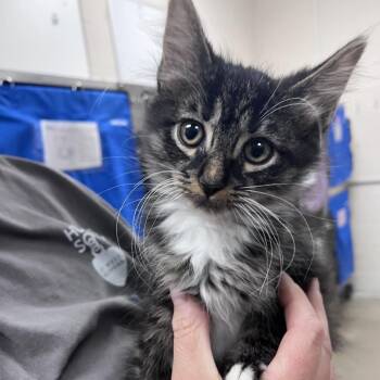 Thursday -  Domestic Medium Hair Cat for Adoption in Walker, Michigan - Thursday | PetCurious
