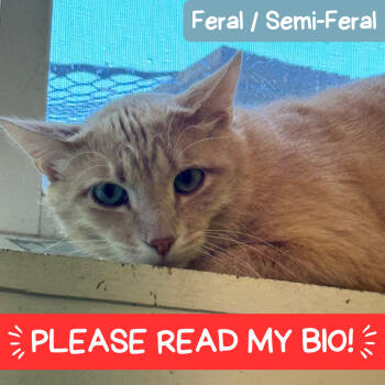 Rescue Domestic Short Hair Cats for Adoption in Denver, Colorado - Helios | PetCurious