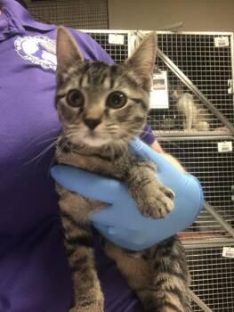 A432289 -  Domestic Short Hair Cat for Adoption in Conroe, Texas - A432289 | PetCurious