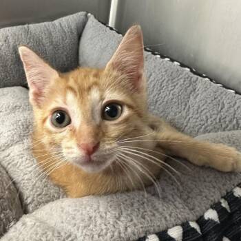 Parker -  Domestic Short Hair Cat for Adoption in West Palm Beach, Florida - Parker | PetCurious