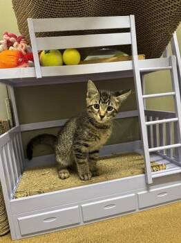 FUZZ LIGHTYEAR -  Domestic Short Hair Cat for Adoption in St. Peters, Missouri - FUZZ LIGHTYEAR | PetCurious