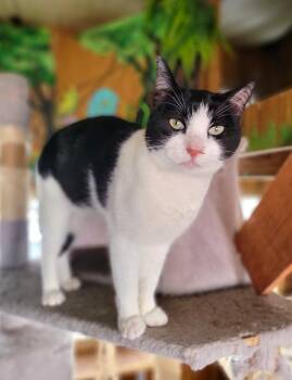 Rescue Domestic Short Hair Cats for Adoption in New Washoe City, Nevada - Holden | PetCurious