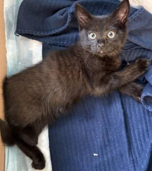 Vf-8 Diva -  Domestic Short Hair Cat for Adoption in Lawrenceville, Georgia - Vf-8 Diva | PetCurious