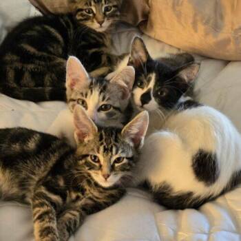 Domestic Short Hair Cats Available for Adoption in Kenosha, Wisconsin - Banjo | PetCurious