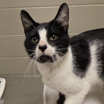Stetson -  Domestic Short Hair Cat for Adoption in Bristol, Indiana - Stetson | PetCurious