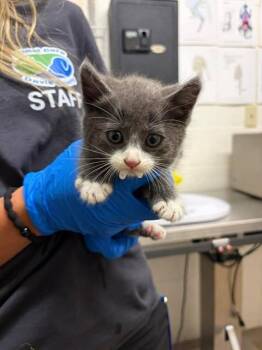 Sven -  Tuxedo Cat for Adoption in Fruit Heights, Utah - Sven | PetCurious