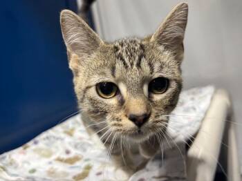 Tabby Cats Available for Adoption - Dr Pepper | PetCurious