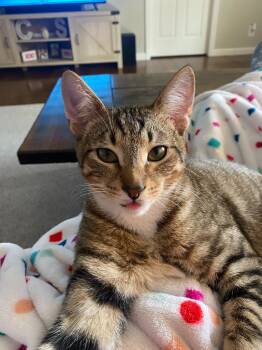 Rescue Domestic Short Hair Cats for Adoption in Rutherfordton, North Carolina - Groot (Courtesy Post) | PetCurious