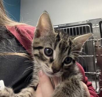 Domestic Short Hair Cats Available for Adoption in Daytona Beach, Florida - Marley | PetCurious