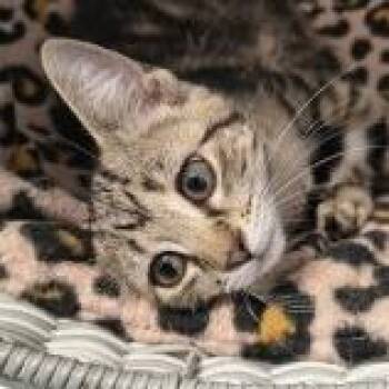 Mallie -  Domestic Short Hair Cat for Adoption in Knoxville, Tennessee - Mallie | PetCurious