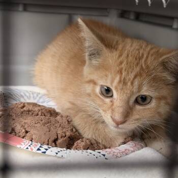 Calvin -  Domestic Short Hair Cat for Adoption in Windsor, Virginia - Calvin | PetCurious