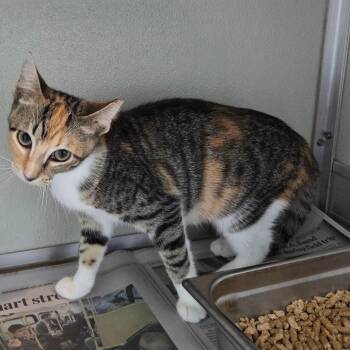 Tigress -  Domestic Short Hair Cat for Adoption in Chattanooga, Tennessee - Tigress | PetCurious