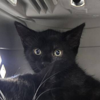 AHNJ-Stray-120951 -  Domestic Short Hair Cat for Adoption in Newark, New Jersey - AHNJ-Stray-120951 | PetCurious