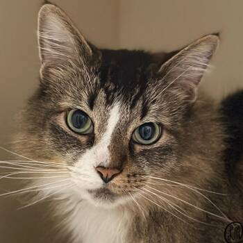Romeo -  Domestic Long Hair Cat for Adoption in Victor, New York - Romeo | PetCurious